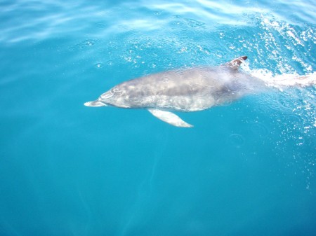 dolphin