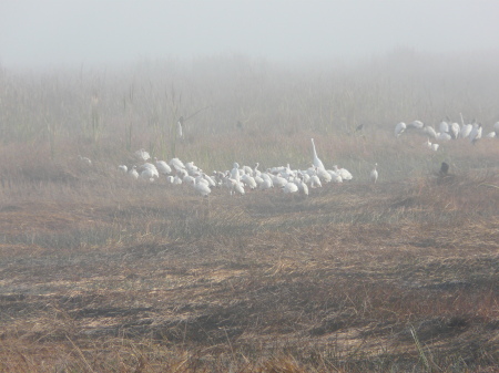 Early morning fog and birds feeding