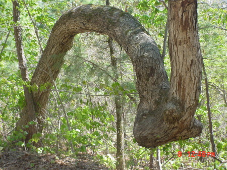 Thong tree