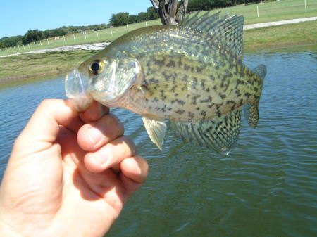 spring crappie