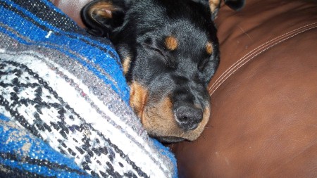 New member to family, a nother rottie...