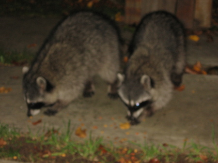 Racoon Yearly picnic