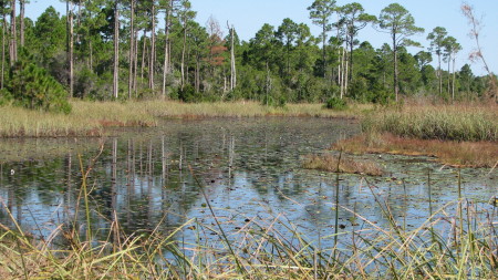 Florida Swamps