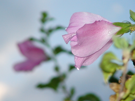 Backyard Flowers