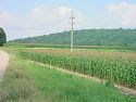 Cornfields surrounding NY 4 acres