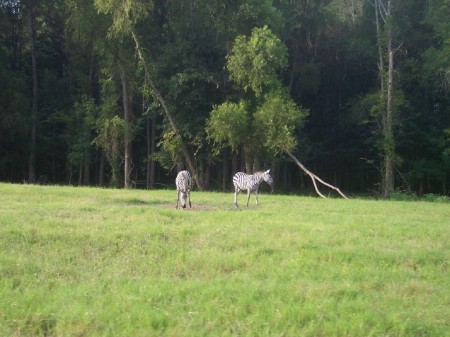 Zebras on the plains of Louisiana?