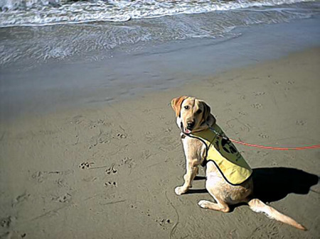 Ender on the beach