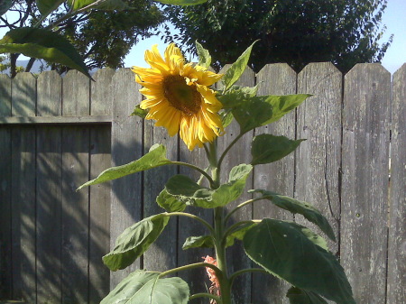 Sunflowers in Backyard