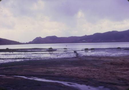 Leading water buffalo to fields