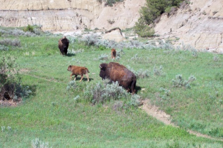 Theodore Roosevelt National Park