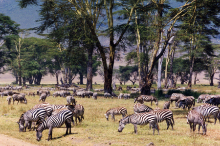 Grant's zebras (Ngorongoro Crater, Tanzania)