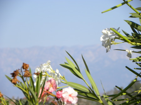 San Bernadino mts.