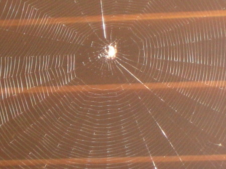 cool spider web.