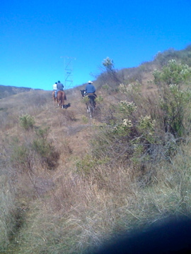 Moving cattle (Ventura's Two Tree's)