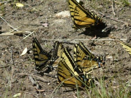 Gathering of the Swallowtails