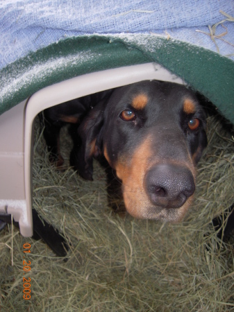 PENNEY-Our Black and Tan Coon Hound