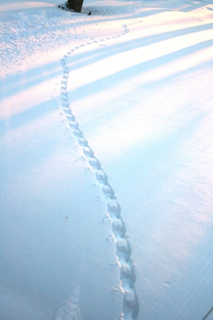 Mysterious marking in the snow