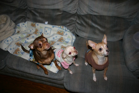 Bruiser, Lily, Nugget