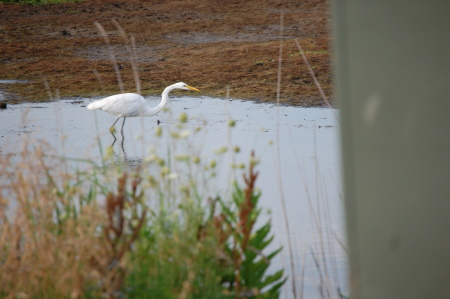 Heron