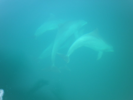 pod of Dolphins