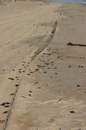 Shark egg sacs washed up on Delaware beach