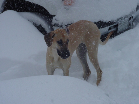 Holly (My great Dane)