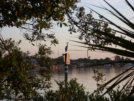 VIEW FROM  ROAD LEADING TO MY PLACE.