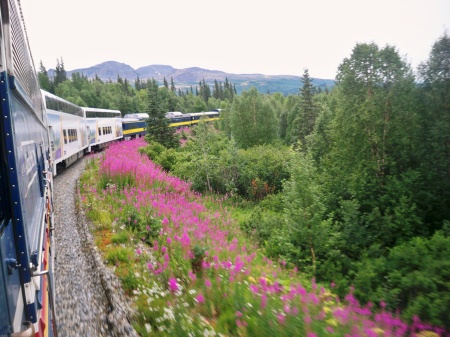 Train from Denali down to Anchorage