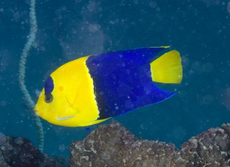 Bi-Color Angelfish