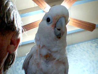 PEACHES. MY FEMALE GOFFIN COCKATOO