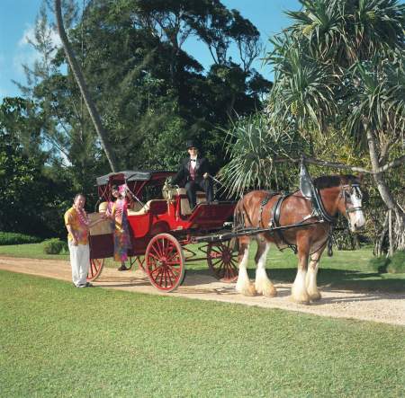 Carriage Ride to Wedding