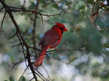 Cardinal