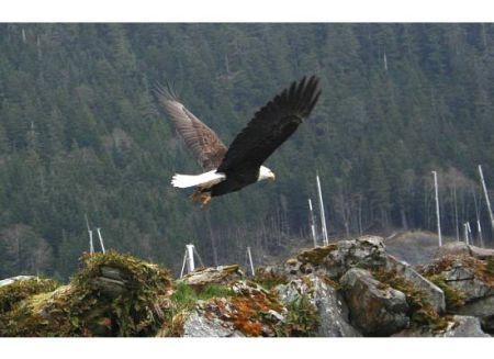 Eagle in flight, Juneau, Alaska