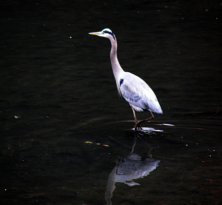 Great Heron