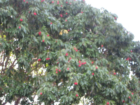 Our Leache nut tree