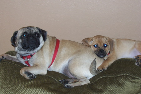 pUGGLE FRIENds