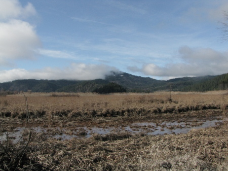 February in the marsh