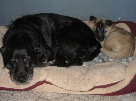 Harley sweetly shares her bed