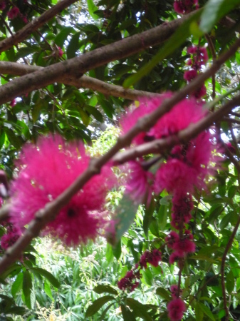 Mountain Apple blossoms