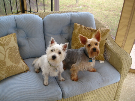 Tilly & Tweed on the lanai