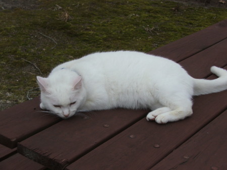 Savannah - 9 Year Old Yard Cat