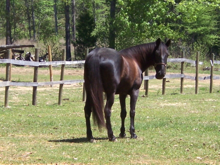 our first horse, a Saddlebred named Jack