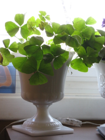 Shamrock Plant