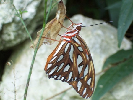 Gulf Fritillary