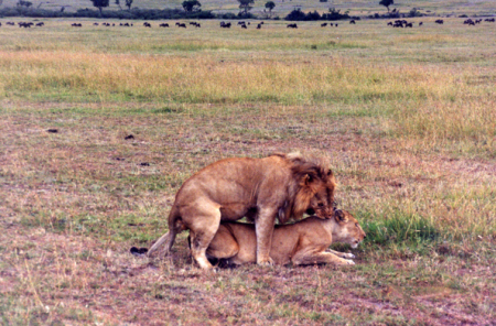 Lions ensuring species survival (Kenya)