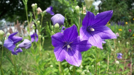 BALLOON FLOWERS