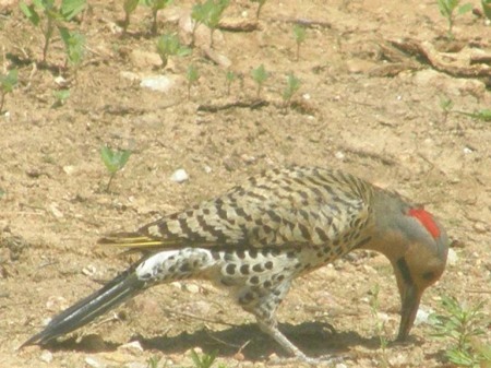 Northern Flicker