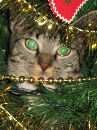 /our cat hiding in the Christmas tree.