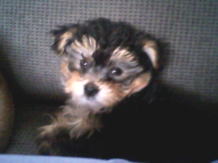 my Elvis he's a yorkie-poo