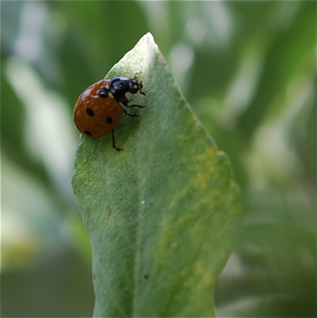 Ladybug on a sage leaf
